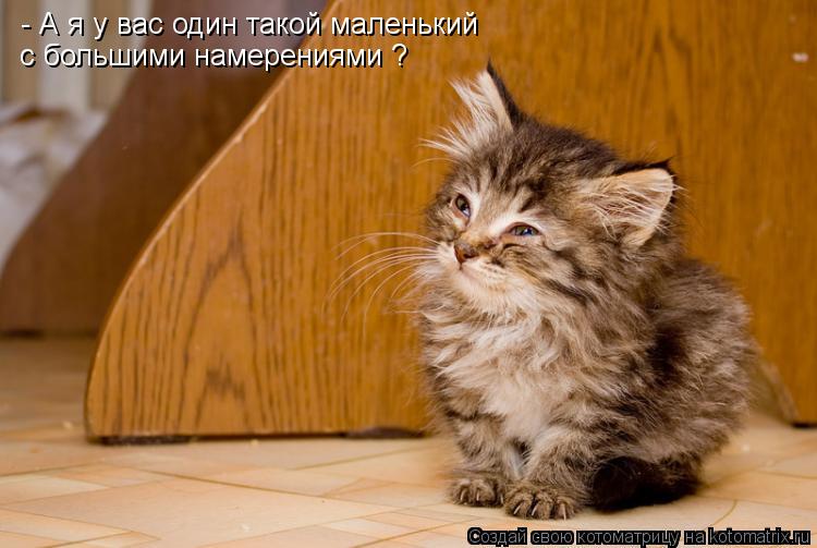 - А я у вас один такой маленький с большими намерениями ?... Котоматрица: - А я у вас один такой маленький с большими намерениями ?