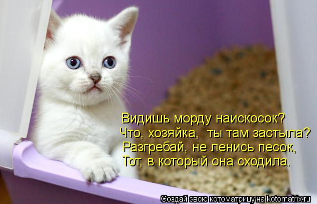 Видишь морду наискосок? Что, хозяйка, ты там застыла? Разгребай, не ленись песок, Тот, в который она... Котоматрица: Видишь морду наискосок? Что, хозяйка, ты там застыла? Разгребай, не ленись песок, Тот, в который она сходила.