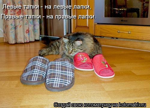 Левые тапки - на левые лапки, Правые тапки - на правые лапки.... Котоматрица: Левые тапки - на левые лапки, Правые тапки - на правые лапки.