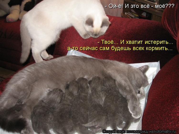 Котоматрица: - Ой-ё! И это всё - моё??? - Твоё... И хватит истерить... а-то сейчас сам будешь всех кормить...