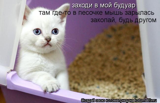 заходи в мой будуар там где-то в песочке мышь зарылась закопай, будь другом... Котоматрица: заходи в мой будуар там где-то в песочке мышь зарылась закопай, будь другом