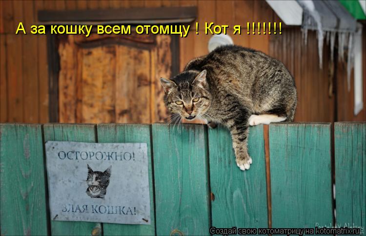 А за кошку всем отомщу ! Кот я !!!!!!!... Котоматрица: А за кошку всем отомщу ! Кот я !!!!!!!