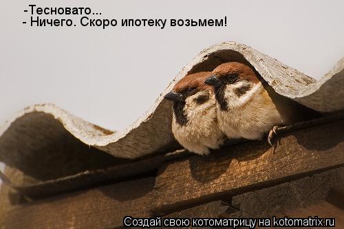 -Тесновато... - Ничего. Скоро ипотеку возьмем!... Котоматрица: -Тесновато... - Ничего. Скоро ипотеку возьмем!