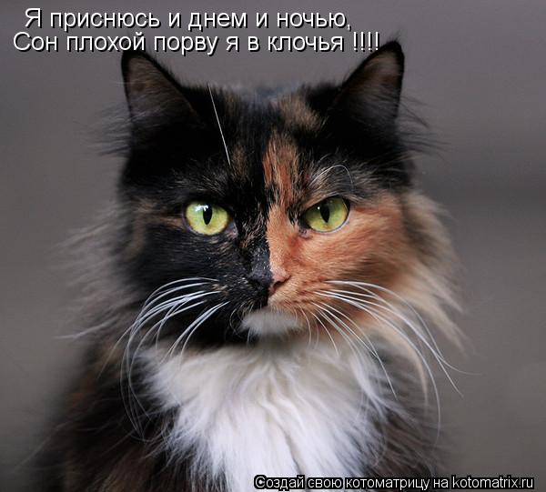Я приснюсь и днем и ночью, Сон плохой порву я в клочья !!!!... Котоматрица: Я приснюсь и днем и ночью, Сон плохой порву я в клочья !!!!
