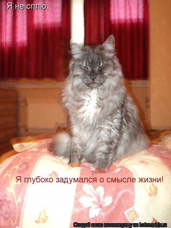 Я не сплю. Я глубоко задумался о смысле жизни!... Котоматрица: Я не сплю. Я глубоко задумался о смысле жизни!