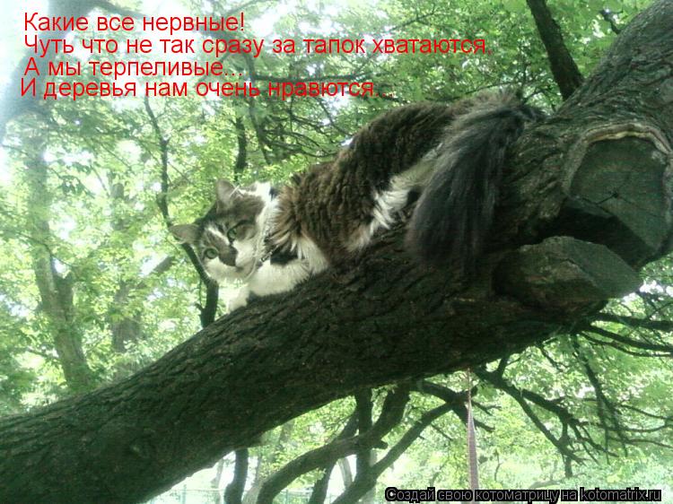Какие все нервные! Чуть что не так сразу за тапок хватаются. А мы терпеливые... И деревья нам очень н... Котоматрица: Какие все нервные! Чуть что не так сразу за тапок хватаются. А мы терпеливые... И деревья нам очень нравются...