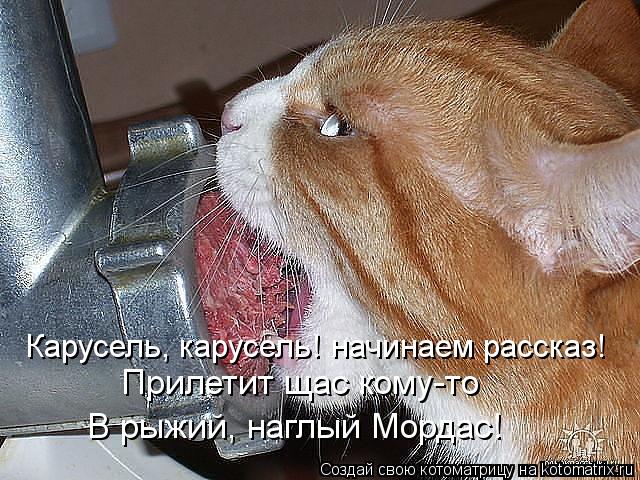 Карусель, карусель! начинаем рассказ! Прилетит щас кому-то В рыжий, наглый Мордас!... Котоматрица: Карусель, карусель! начинаем рассказ! Прилетит щас кому-то В рыжий, наглый Мордас!