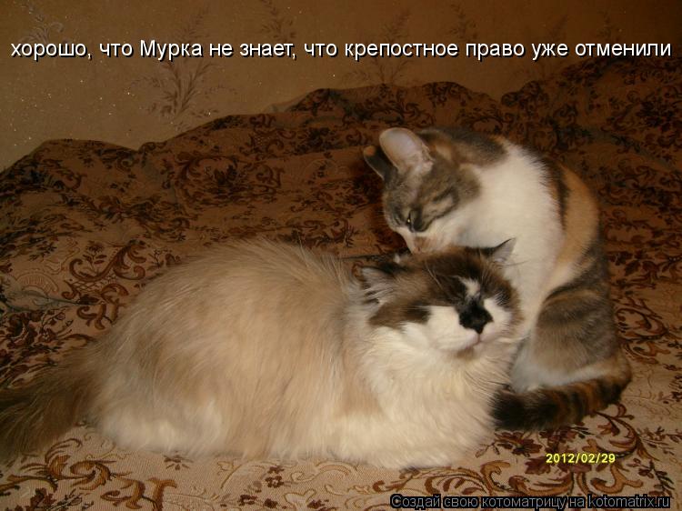 хорошо, что Мурка не знает, что крепостное право уже отменили... Котоматрица: хорошо, что Мурка не знает, что крепостное право уже отменили