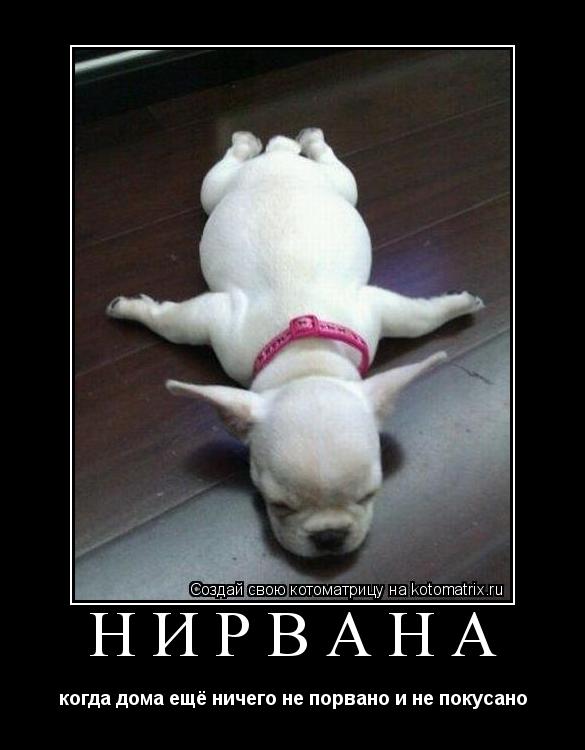 НИРВАНА когда дома ещё ничего не порвано и не покусано... Котоматрица: НИРВАНА когда дома ещё ничего не порвано и не покусано