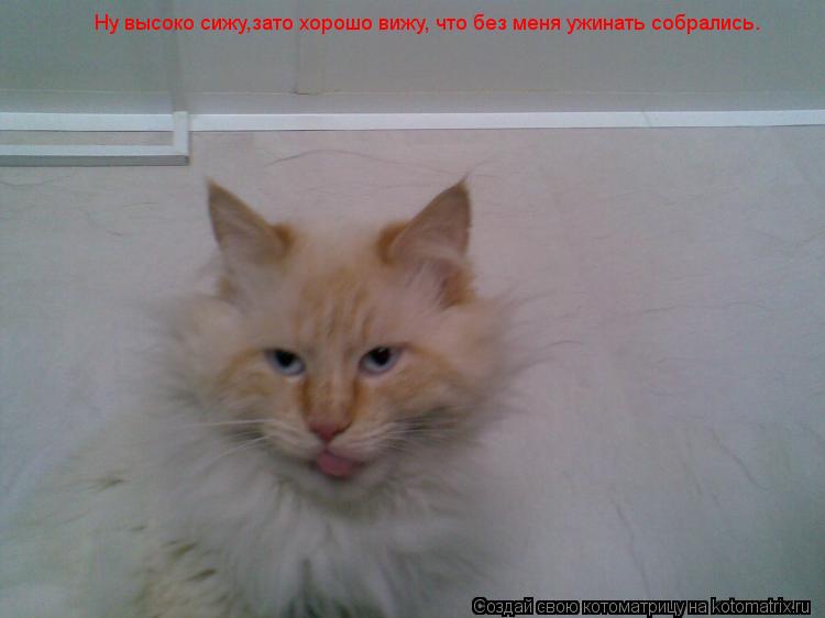 Ну высоко сижу,зато хорошо вижу, что без меня ужинать собрались.... Котоматрица: Ну высоко сижу,зато хорошо вижу, что без меня ужинать собрались.