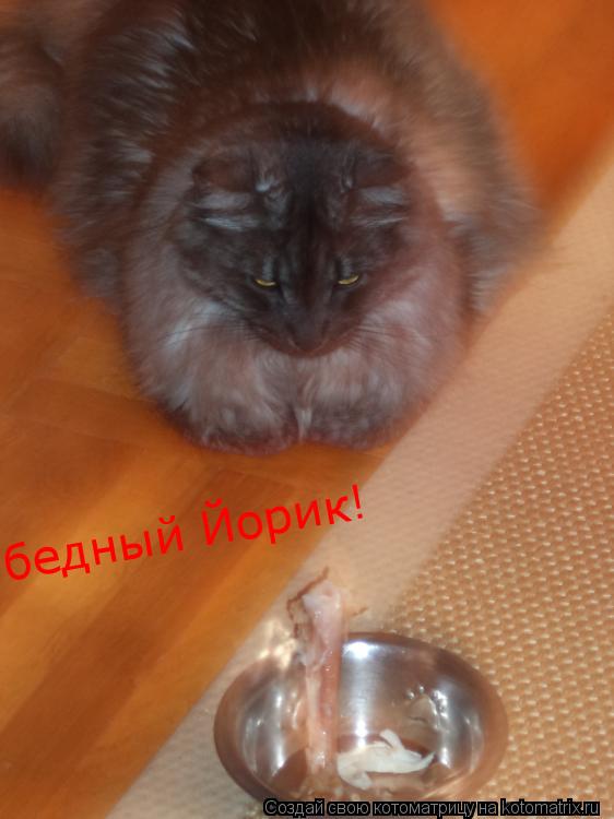 бедный Йорик! бедный Йорик!... Котоматрица: бедный Йорик! бедный Йорик!