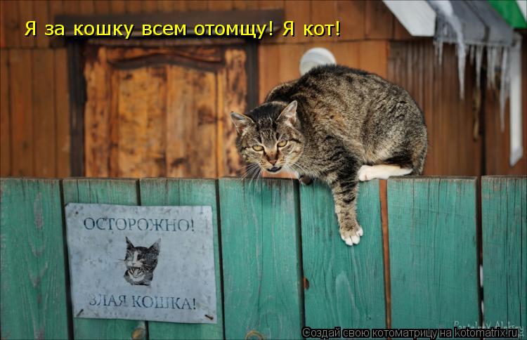 Я за кошку всем отомщу! Я кот!... Котоматрица: Я за кошку всем отомщу! Я кот!