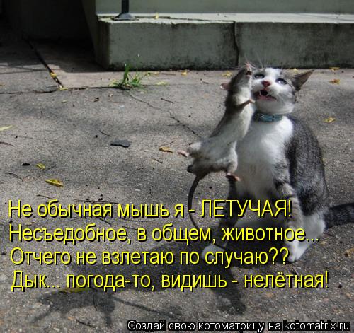 Не обычная мышь я - ЛЕТУЧАЯ! Несъедобное, в общем, животное... Отчего не взлетаю по случаю?? Дык... п... Котоматрица: Не обычная мышь я - ЛЕТУЧАЯ! Несъедобное, в общем, животное... Отчего не взлетаю по случаю?? Дык... погода-то, видишь - нелётная!