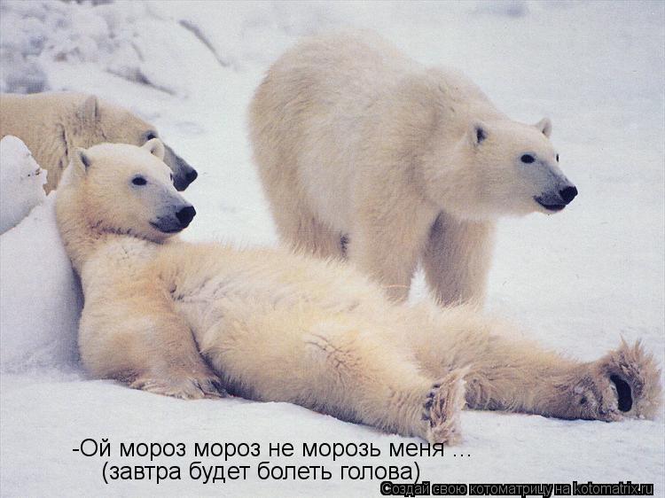 -Ой мороз мороз не морозь меня ... (завтра будет болеть голова)... Котоматрица: -Ой мороз мороз не морозь меня ... (завтра будет болеть голова)