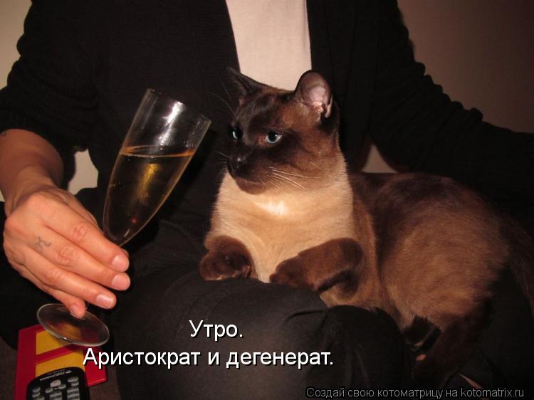 Утро. Аристократ и дегенерат.... Котоматрица: Утро. Аристократ и дегенерат.