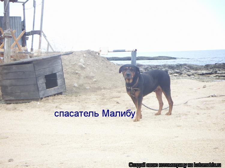 спасатель Малибу... Котоматрица: спасатель Малибу