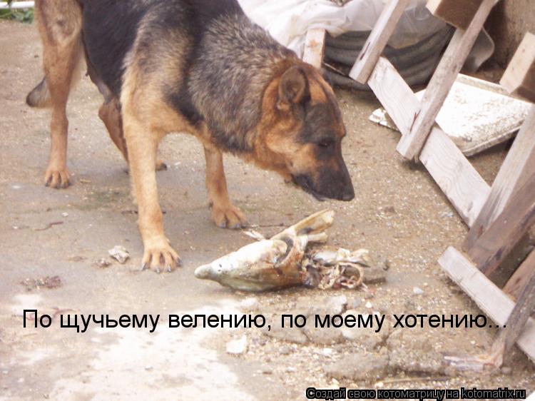 По щучьему велению, по моему хотению...... Котоматрица: По щучьему велению, по моему хотению...