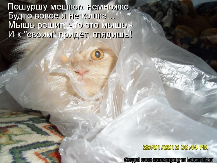 Пошуршу мешком немножко, Будто вовсе я не кошка... Мышь решит, что это мышь - И к "своим" придёт, гля... Котоматрица: Пошуршу мешком немножко, Будто вовсе я не кошка... Мышь решит, что это мышь - И к "своим" придёт, глядишь!