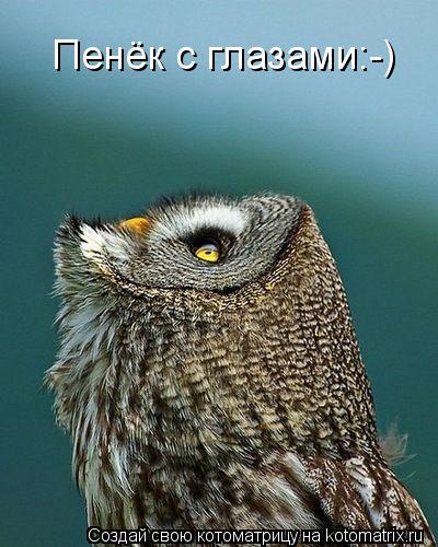 Пенёк с глазами:-)... Котоматрица: Пенёк с глазами:-)