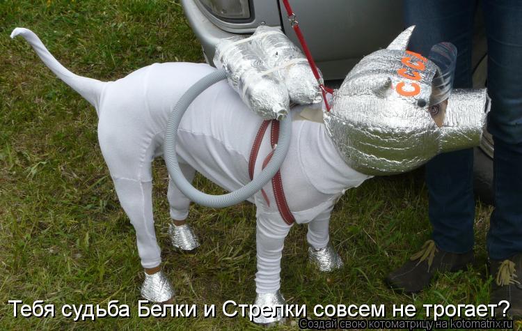 Тебя судьба Белки и Стрелки совсем не трогает?... Котоматрица: Тебя судьба Белки и Стрелки совсем не трогает?