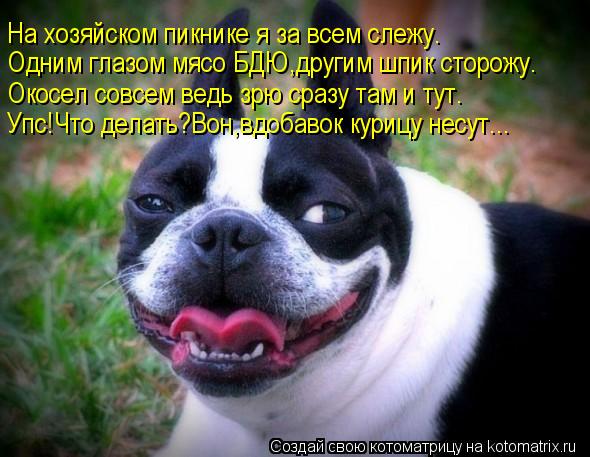 На хозяйском пикнике я за всем слежу. Одним глазом мясо БДЮ,другим шпик сторожу. Окосел совсем ведь з... Котоматрица: На хозяйском пикнике я за всем слежу. Одним глазом мясо БДЮ,другим шпик сторожу. Окосел совсем ведь зрю сразу там и тут. Упс!Что делать?Вон,вд