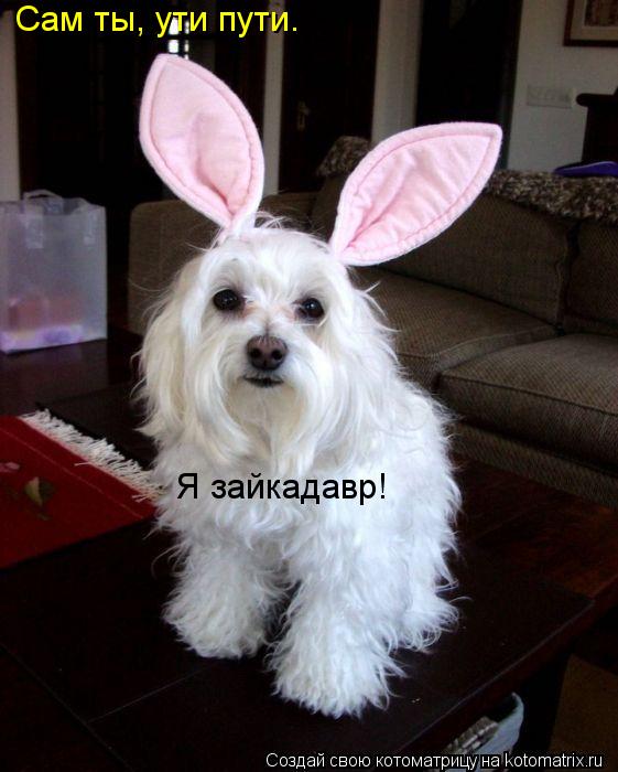 Сам ты, ути пути. Я зайкадавр!... Котоматрица: Сам ты, ути пути. Я зайкадавр!