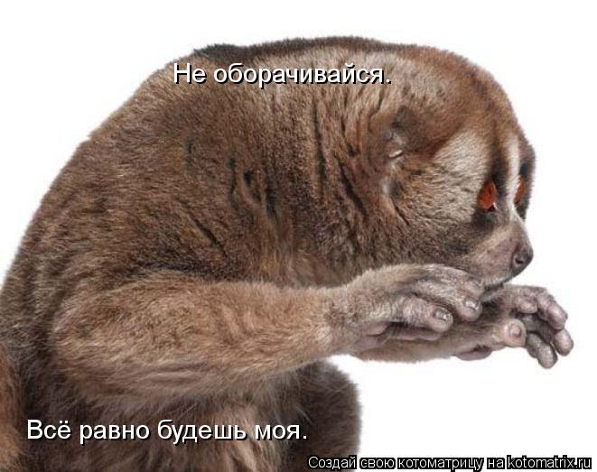 Не оборачивайся… Всё равно будешь моя…... Котоматрица: Не оборачивайся… Всё равно будешь моя…