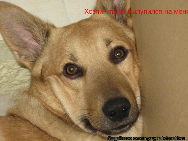 Хозяин ты чё вылупился на меня... Котоматрица: Хозяин ты чё вылупился на меня