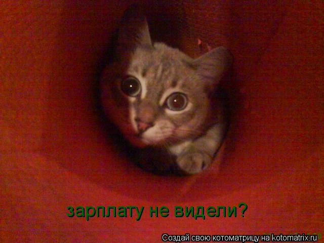 зарплату не видели?... Котоматрица: зарплату не видели?