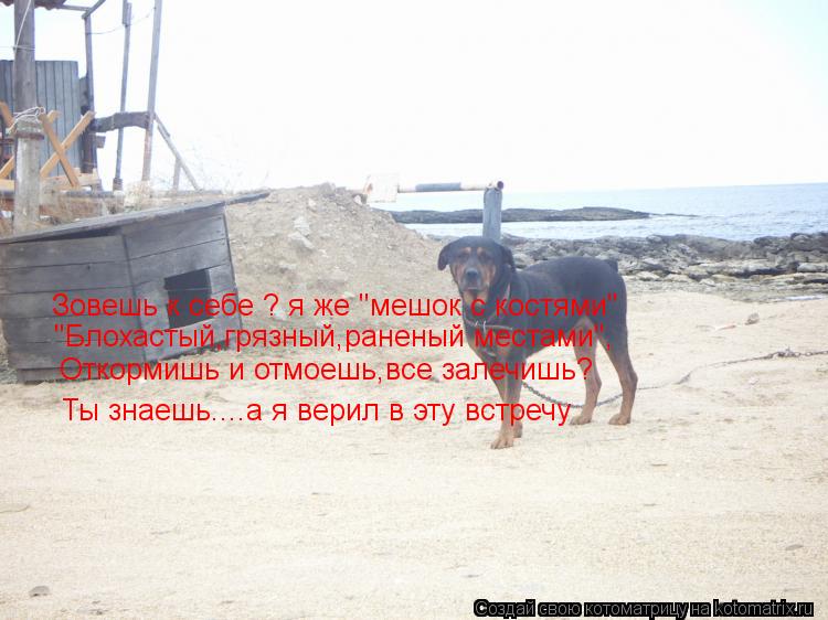 Зовешь к себе ? я же "мешок с костями" "Блохастый,грязный,раненый местами", Откормишь и отмоешь,все з... Котоматрица: Зовешь к себе ? я же "мешок с костями" "Блохастый,грязный,раненый местами", Откормишь и отмоешь,все залечишь? Ты знаешь....а я верил в эту встреч