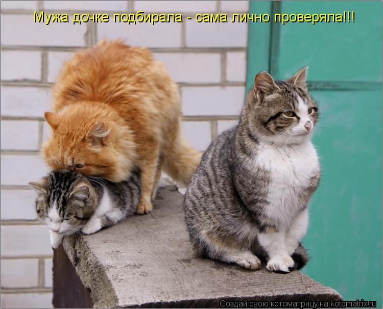 Мужа дочке подбирала - сама лично проверяла!!!... Котоматрица: Мужа дочке подбирала - сама лично проверяла!!!