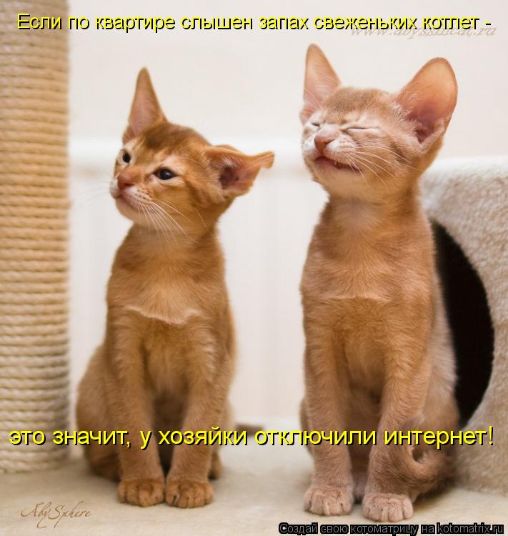 Если по квартире слышен запах свеженьких котлет - это значит, у хозяйки отключили интернет!... Котоматрица: Если по квартире слышен запах свеженьких котлет - это значит, у хозяйки отключили интернет!