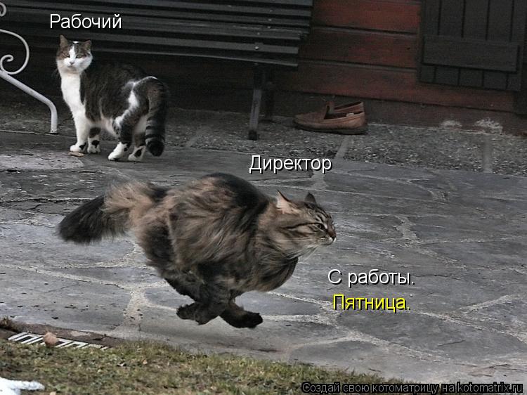 Директор Рабочий С работы. Пятница.... Котоматрица: Директор Рабочий С работы. Пятница.