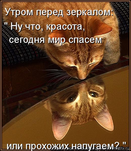 Утром перед зеркалом: " Ну что, красота, сегодня мир спасем или прохожих напугаем? "... Котоматрица: Утром перед зеркалом: " Ну что, красота, сегодня мир спасем или прохожих напугаем? "