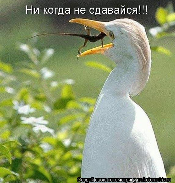 Ни когда не сдавайся!!!... Котоматрица: Ни когда не сдавайся!!!