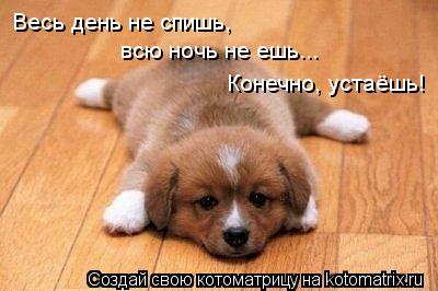 Весь день не спишь, всю ночь не ешь... Конечно, устаёшь!... Котоматрица: Весь день не спишь, всю ночь не ешь... Конечно, устаёшь!