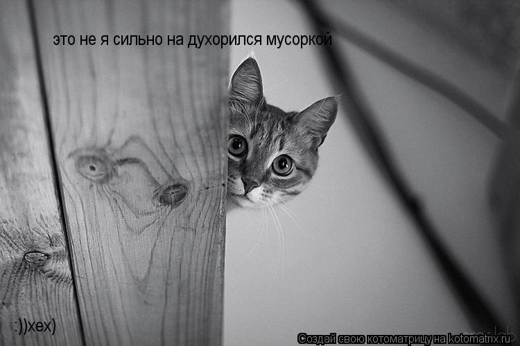 это не я сильно на духорился мусоркой :))хех)... Котоматрица: это не я сильно на духорился мусоркой :))хех)