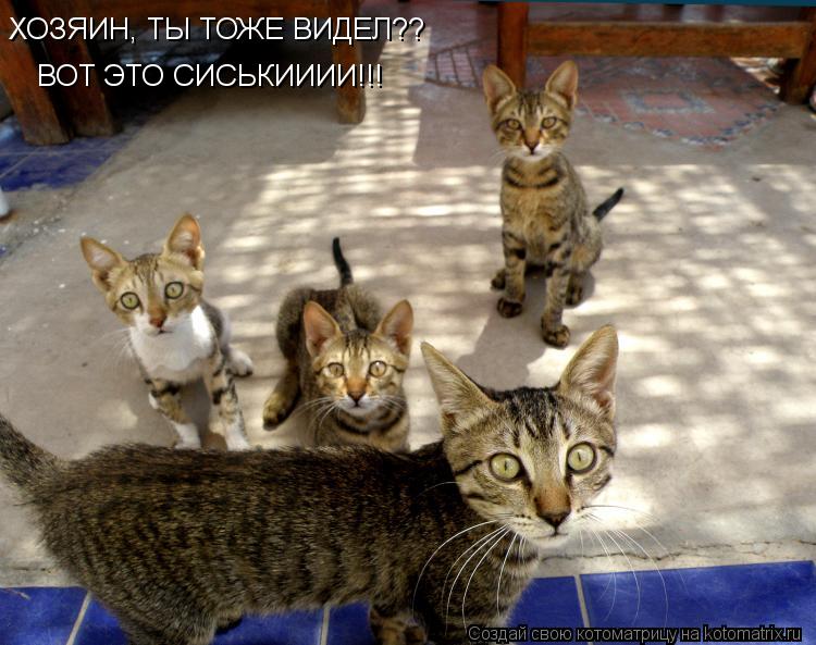 ВОТ ЭТО СИСЬКИИИИ!!! ХОЗЯИН, ТЫ ТОЖЕ ВИДЕЛ??... Котоматрица: ВОТ ЭТО СИСЬКИИИИ!!! ХОЗЯИН, ТЫ ТОЖЕ ВИДЕЛ??