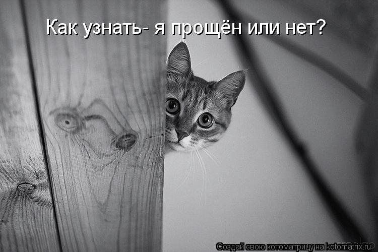 Как узнать- я прощён или нет?... Котоматрица: Как узнать- я прощён или нет?