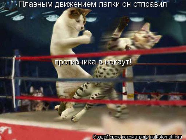 Плавным движением лапки он отправил противника в нокаут!... Котоматрица: Плавным движением лапки он отправил противника в нокаут!