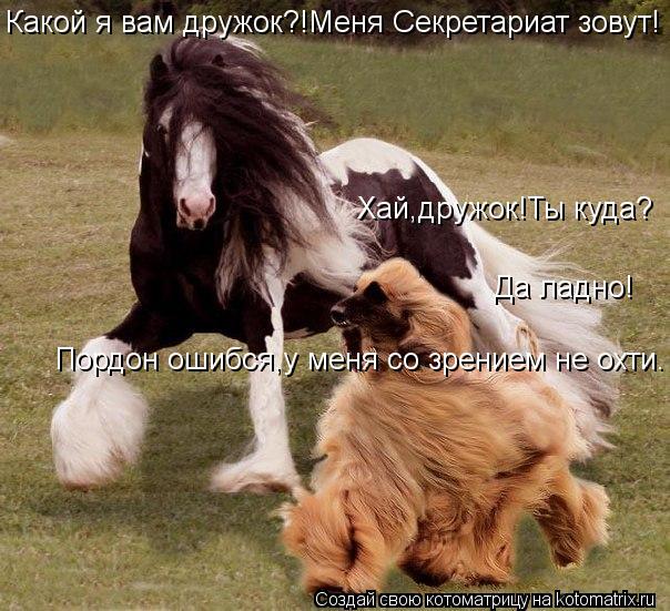 Хай,дружок!Ты куда? Какой я вам дружок?!Меня Секретариат зовут! Пордон ошибся,у меня со зрением не ох... Котоматрица: Хай,дружок!Ты куда? Какой я вам дружок?!Меня Секретариат зовут! Пордон ошибся,у меня со зрением не охти. Да ладно!