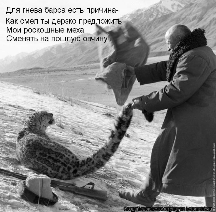 Котоматрица: Для гнева барса есть причина- Как смел ты дерзко предложить Мои роскошные меха Сменять на пошлую овчину!
