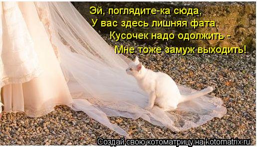 Котоматрица: Эй, поглядите-ка сюда, У вас здесь лишняя фата. Кусочек надо одолжить - Мне тоже замуж выходить!