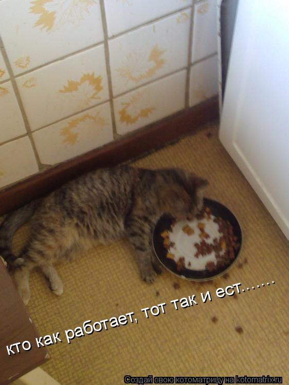 Котоматрица: кто как работает, тот так и ест.......