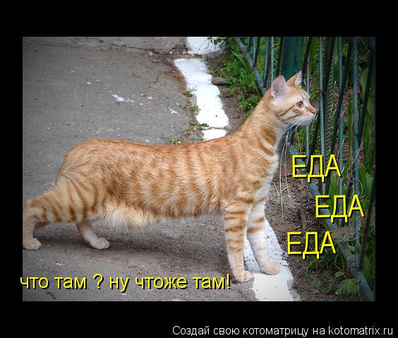 Котоматрица: что там ? ну чтоже там! ЕДА ЕДА ЕДА