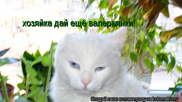 Котоматрица: хозяйка дай ещё валерьянки!