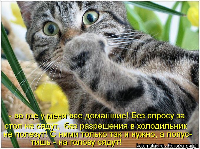 Котоматрица: - во где у меня все домашние! Без спросу за  стол не сядут,  без разрешения в холодильник не полезут! С ними только так и нужно, а попус- тишь - н