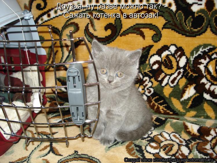Котоматрица: Друзья, ну разве можно так? -  Сажать котенка в автозак!