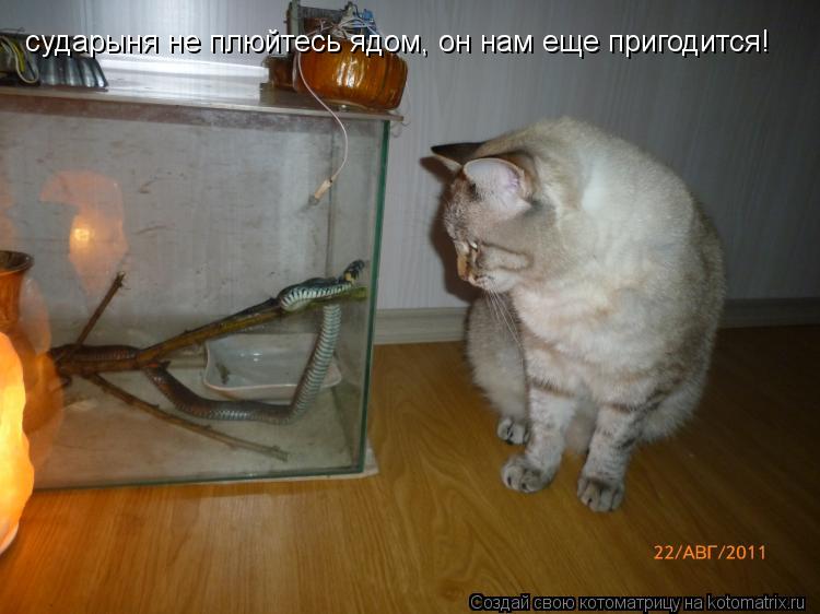 Котоматрица: сударыня не плюйтесь ядом, он нам еще пригодится!
