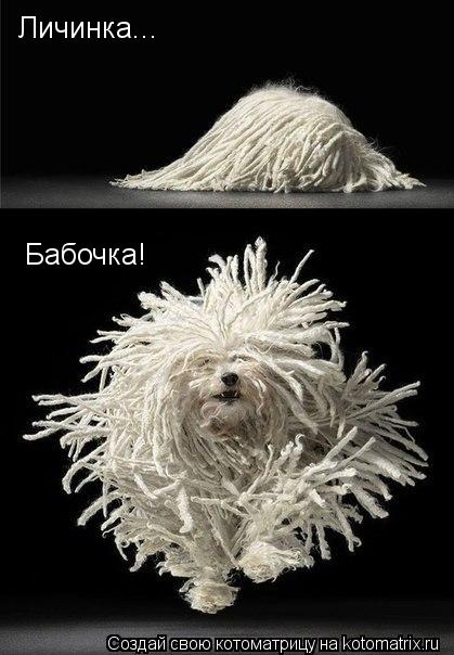 Котоматрица: Личинка... Бабочка!